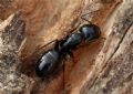 Camponotus vagus